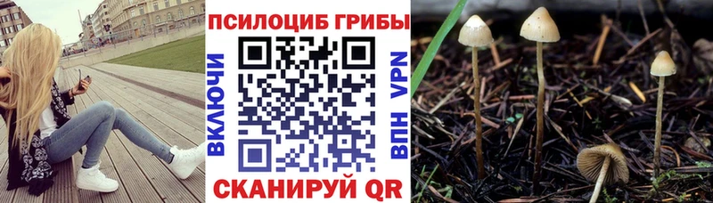 дарнет шоп Майкоп Псилоцибиновые грибы мицелий